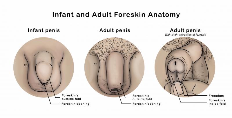 How To Care For Your Child s Foreskin KidsHealth NZ